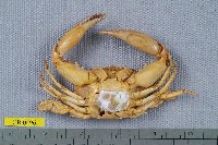 東方蟳藏品圖，第2張